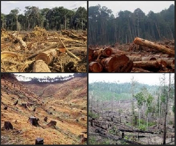 Dampak Akibat Hutan Gundul Bagi Kehidupan Manusia dan Hewan