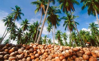 Lestarikan Pohon Kelapa, Unilever Libatkan 5 Ribu Petani Pangandaran