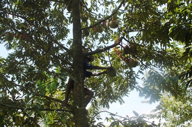 Kebun Durian Potensi Argo Wisata Pangandaran